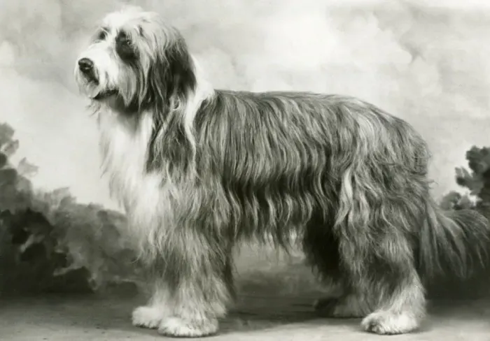 Framed Print : BEARDED COLLIE / BENJIE Framed Print : BEARDED COLLIE / BENJIE