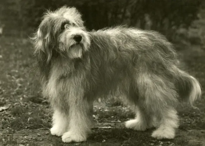 Framed Print : BEARDED COLLIE / BLUEPETER Framed Print : BEARDED COLLIE / BLUEPETER