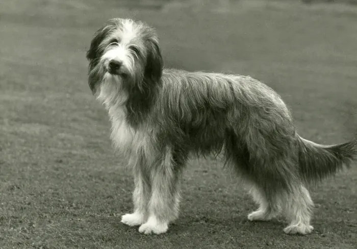 Framed Print : BEARDED COLLIE / BROCK Framed Print : BEARDED COLLIE / BROCK