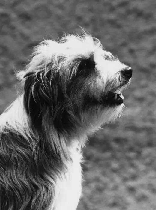 Framed Print : BEARDED COLLIE / JEANNIE Framed Print : BEARDED COLLIE / JEANNIE