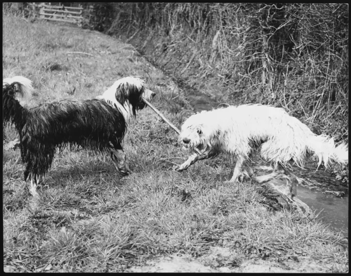 Framed Print : Bearded Collie Tussle Framed Print : Bearded Collie Tussle