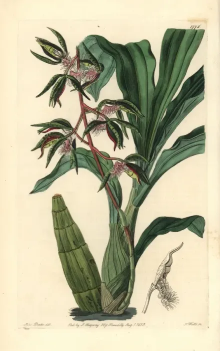 Framed Print : Bearded flywort orchid, Catasetum barbatum Framed Print : Bearded flywort orchid, Catasetum barbatum