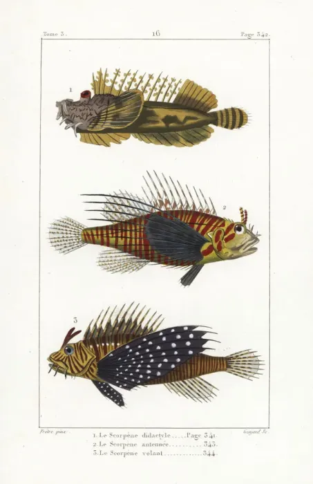 Framed Print : Bearded ghoul, broadbarred firefish, and red lionfish Framed Print : Bearded ghoul, broadbarred firefish, and red lionfish