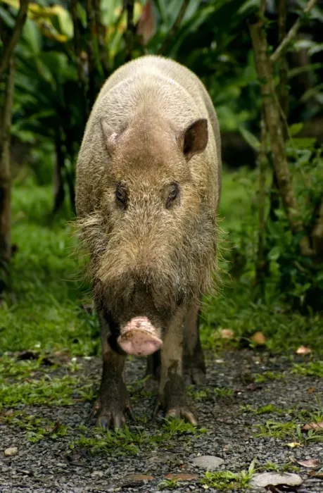Framed Print : Bearded pig - adult wild animal which abitually Framed Print : Bearded pig - adult wild animal which abitually