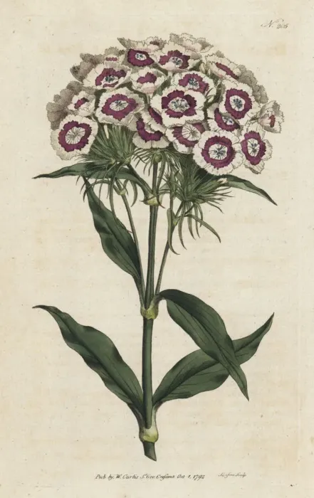 Framed Print : Bearded pink or sweet william, Dianthus barbatus Framed Print : Bearded pink or sweet william, Dianthus barbatus