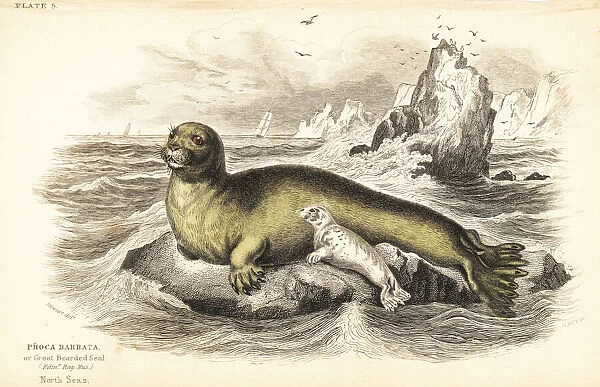 Bearded seal, Erignathus barbatus