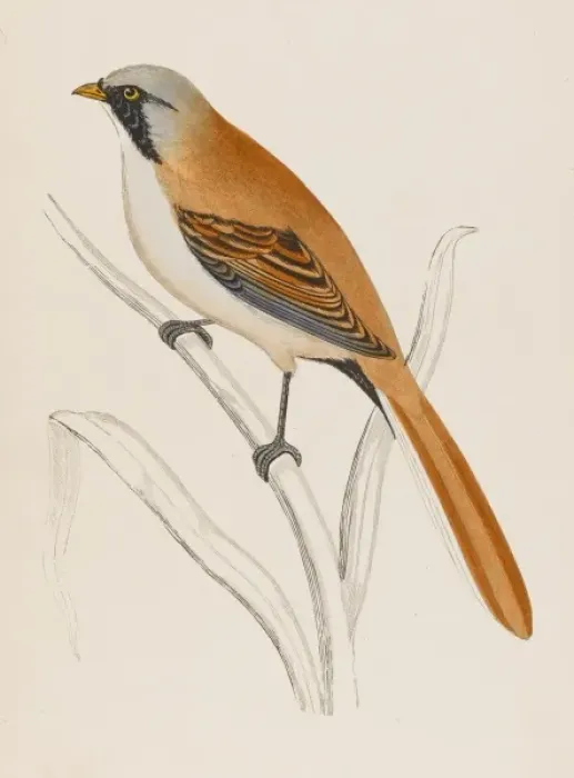 Framed Print : Bearded Tit (Morris) Framed Print : Bearded Tit (Morris)