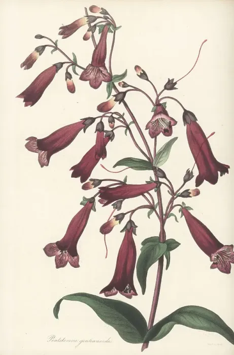 Framed Print : Beardtongue, Penstemon gentianoides Framed Print : Beardtongue, Penstemon gentianoides