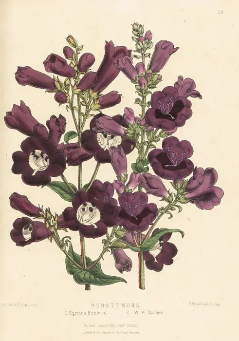Framed Print : Beardtongue or Penstemon hybrids Framed Print : Beardtongue or Penstemon hybrids