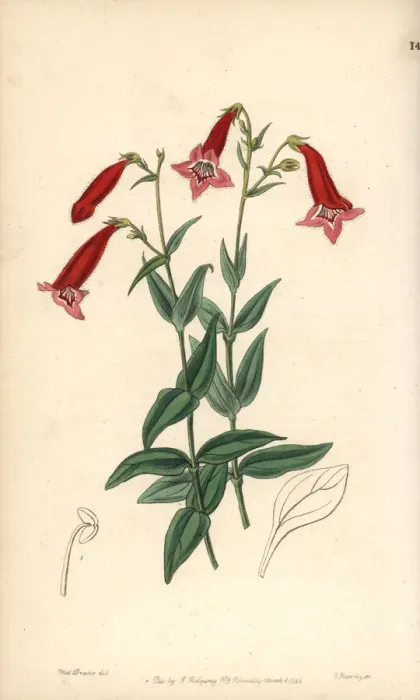Framed Print : Beardtongue, Penstemon miniatus Framed Print : Beardtongue, Penstemon miniatus
