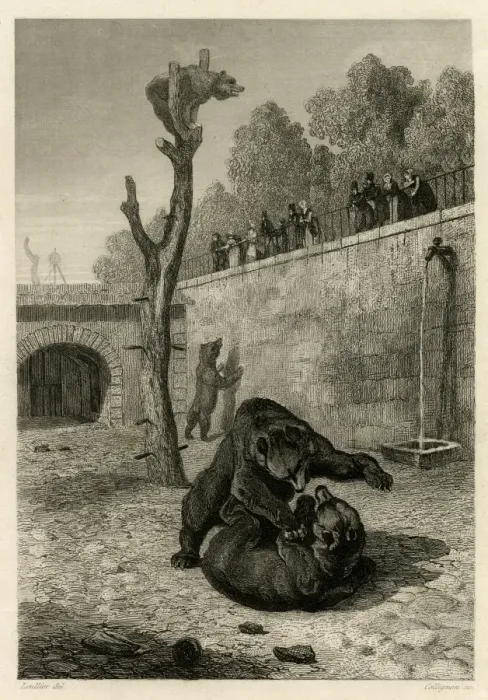 Framed Print : Bears in a bear pit, Paris Framed Print : Bears in a bear pit, Paris