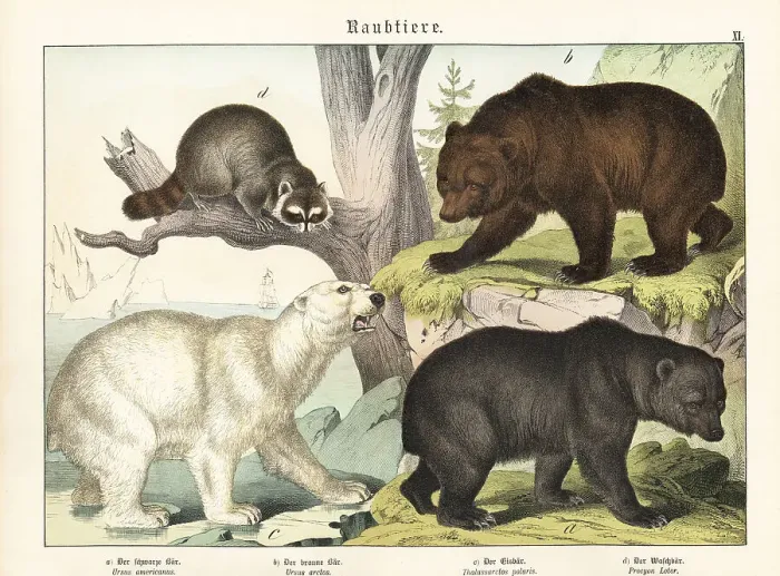 Framed Print : Bears and raccoon Framed Print : Bears and raccoon