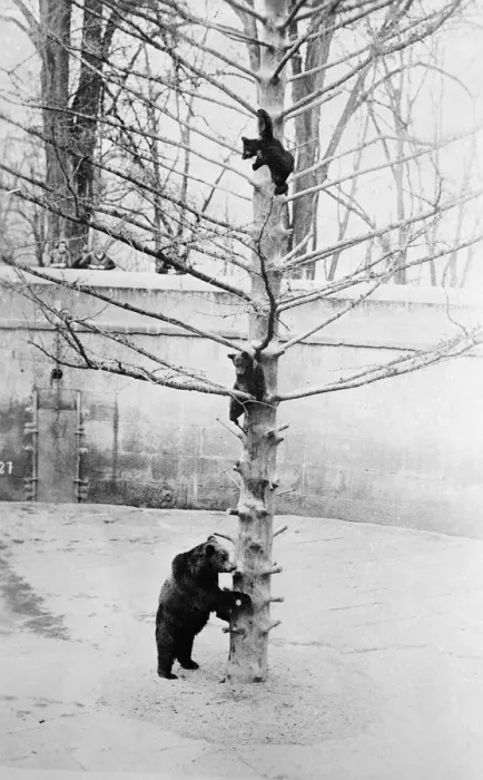 Framed Print : Bears on Tree in Snow Framed Print : Bears on Tree in Snow