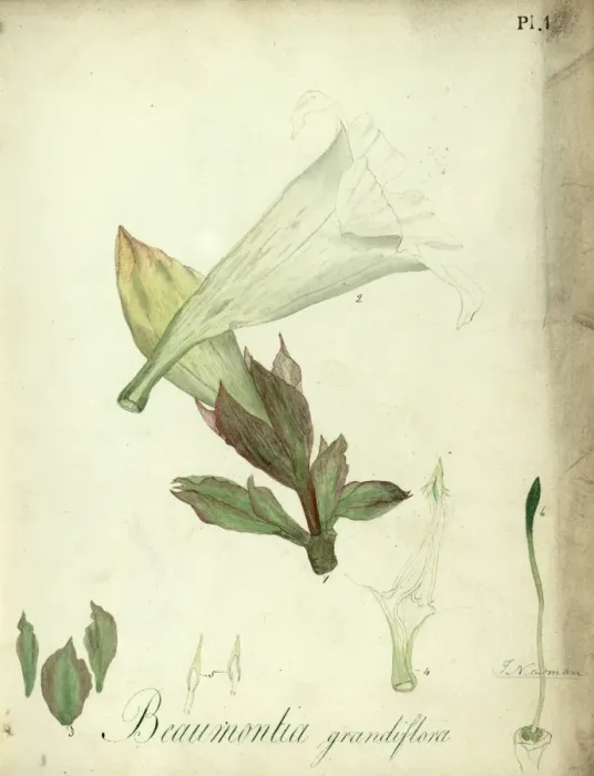 Framed Print : Beaumontia grandiflora - Heralds Trumpet Framed Print : Beaumontia grandiflora - Heralds Trumpet