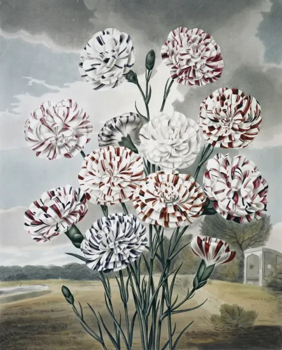 Framed Print : Beauties of Flora Framed Print : Beauties of Flora