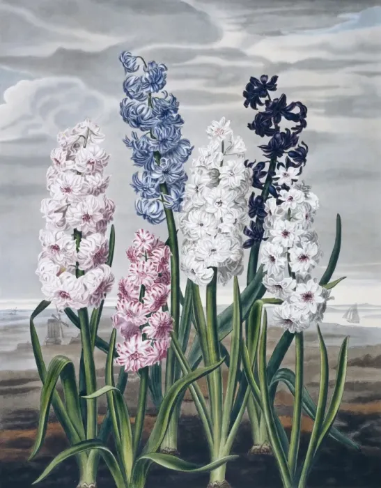 Framed Print : Beauties of Flora Framed Print : Beauties of Flora