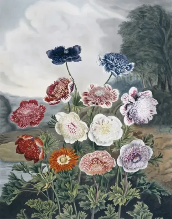 Framed Print : Beauties of Flora Framed Print : Beauties of Flora