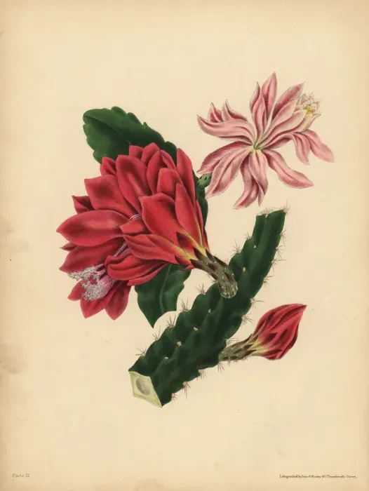 Framed Print : The beautiful Cactus, Horror Framed Print : The beautiful Cactus, Horror