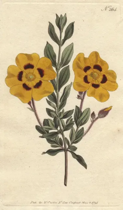 Framed Print : Beautiful cistus with vivid yellow flowers Framed Print : Beautiful cistus with vivid yellow flowers