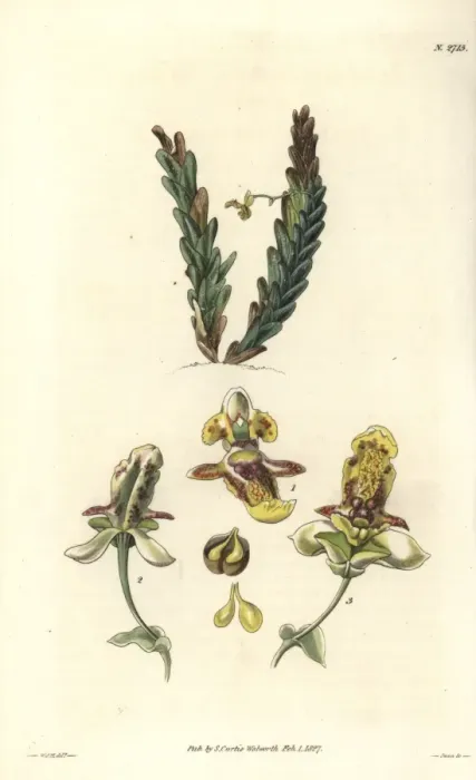Framed Print : Beautiful lockhartia, parasitic orchid Framed Print : Beautiful lockhartia, parasitic orchid