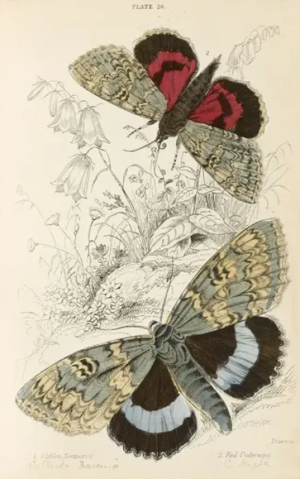 Framed Print : Two Beautiful Moths Framed Print : Two Beautiful Moths