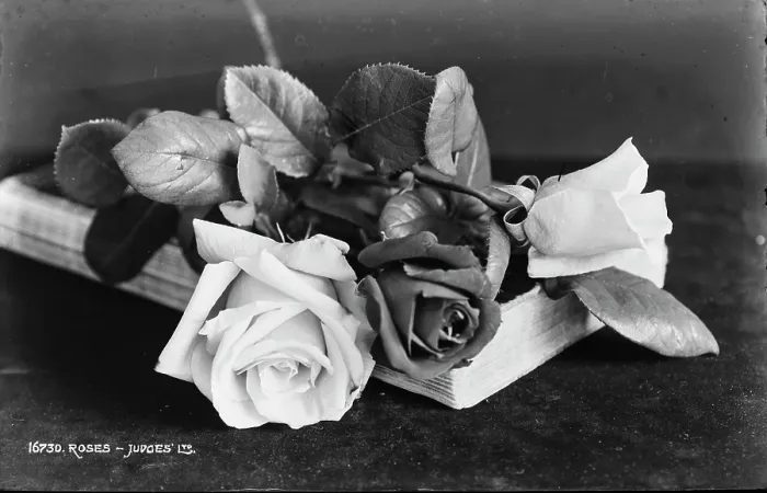 Framed Print : Beautiful Roses Framed Print : Beautiful Roses