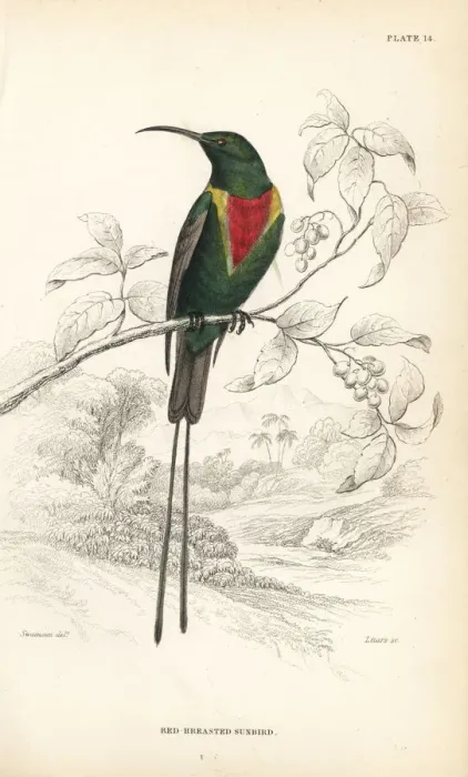 Framed Print : Beautiful sunbird, Cinnyris pulchella Framed Print : Beautiful sunbird, Cinnyris pulchella