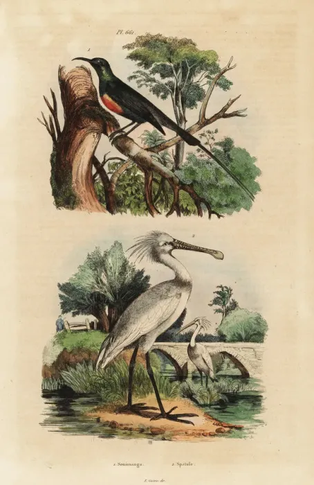 Framed Print : Beautiful sunbird and common spoonbill Framed Print : Beautiful sunbird and common spoonbill
