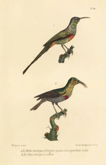 Framed Print : Beautiful sunbird and southern double-collared sunbird Framed Print : Beautiful sunbird and southern double-collared sunbird