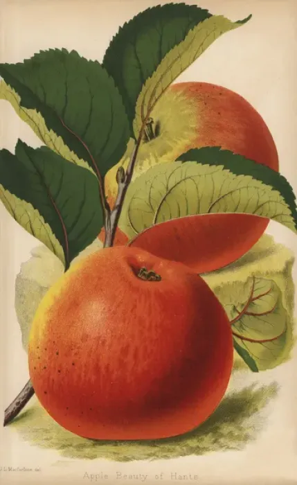 Framed Print : Beauty of Hants, apple variety, Malus domestica Framed Print : Beauty of Hants, apple variety, Malus domestica
