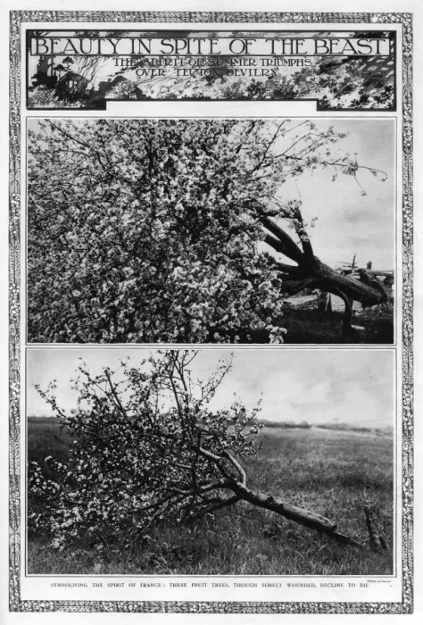 Framed Print : Beauty in spite of the beast: blossoming fruit trees, 1917 Framed Print : Beauty in spite of the beast: blossoming fruit trees, 1917