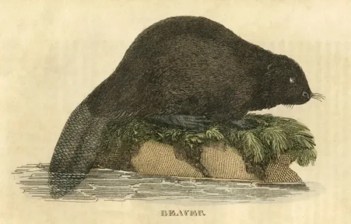 Framed Print : BEAVER (1814) Framed Print : BEAVER (1814)