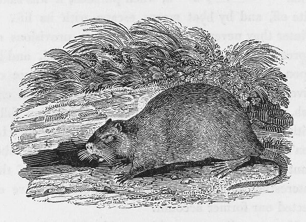 Beaver (Bewick). Castor fiber : Bewick depicts the Musquash, Musk Beaver or Little Beaver