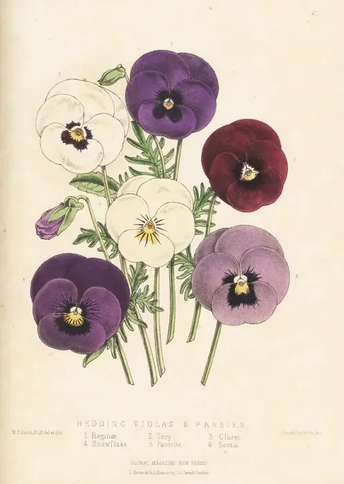 Framed Print : Bedding violas and pansies Framed Print : Bedding violas and pansies