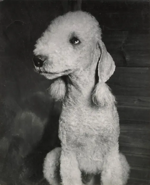Framed Print : Bedlington terrier puppy Date: 1950s Framed Print : Bedlington terrier puppy Date: 1950s