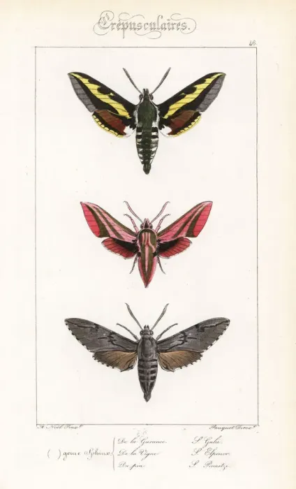 Framed Print : Bedstraw, elephant and pine hawkmoths Framed Print : Bedstraw, elephant and pine hawkmoths