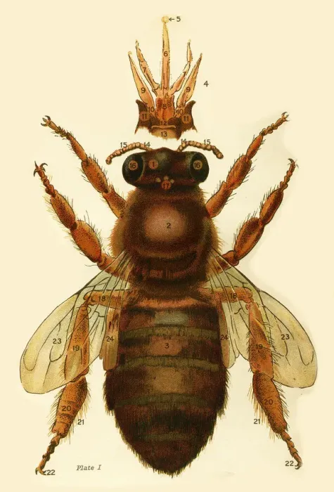 Framed Print : A bee Date: 1920 Framed Print : A bee Date: 1920