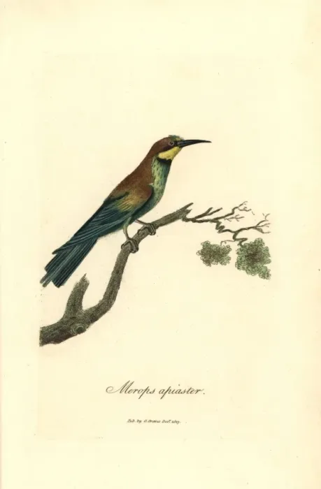 Framed Print : Bee-eater, Merops apiaster Framed Print : Bee-eater, Merops apiaster