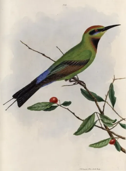 Framed Print : Bee-eater from New South Wales, Australia Framed Print : Bee-eater from New South Wales, Australia