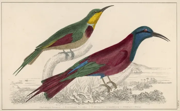 Framed Print : Two Bee-Eaters Framed Print : Two Bee-Eaters