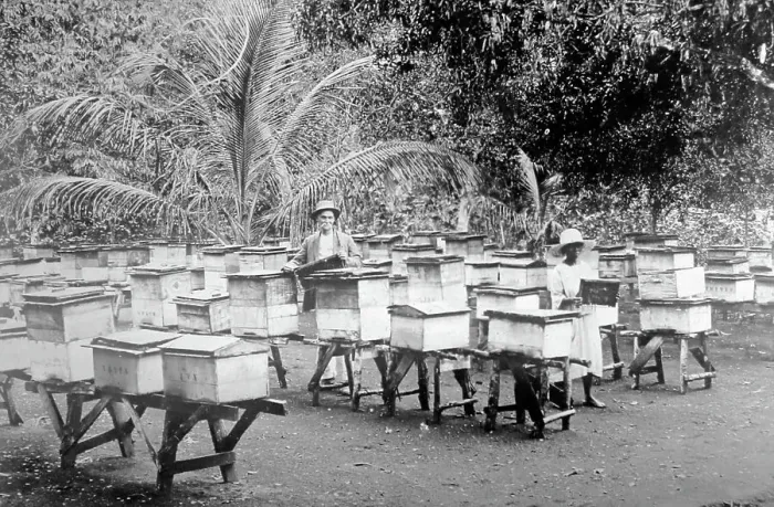 Framed Print : Bee hives, Mandeville, Jamaica Framed Print : Bee hives, Mandeville, Jamaica