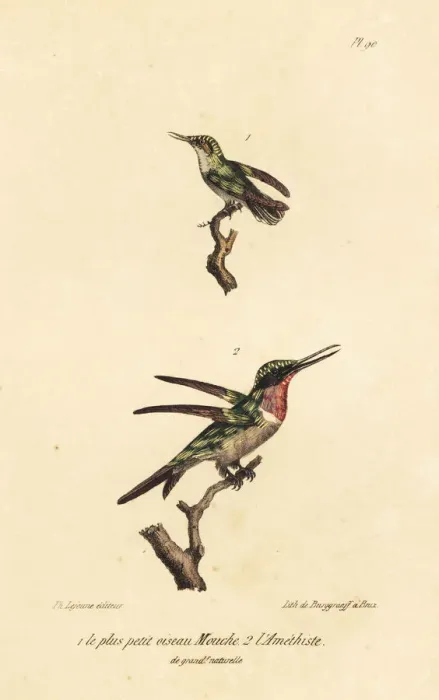 Framed Print : Bee hummingbird and amethyst woodstar Framed Print : Bee hummingbird and amethyst woodstar