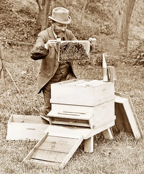 Framed Print : Bee keeper Framed Print : Bee keeper
