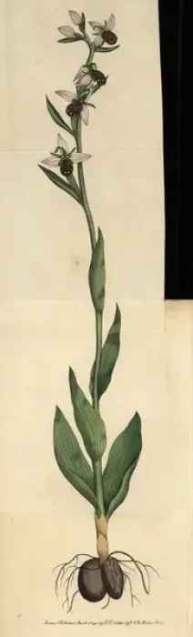 Framed Print : Bee ophrys or bee orchis, Ophrys apifera Framed Print : Bee ophrys or bee orchis, Ophrys apifera