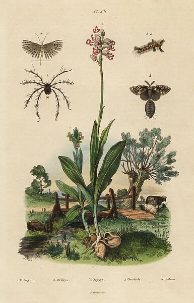 Bee orchid, monkey orchid, moths and mite