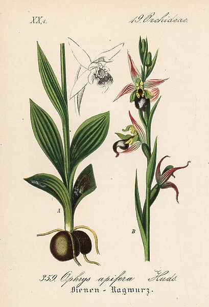 Bee orchid, Ophrys apifera