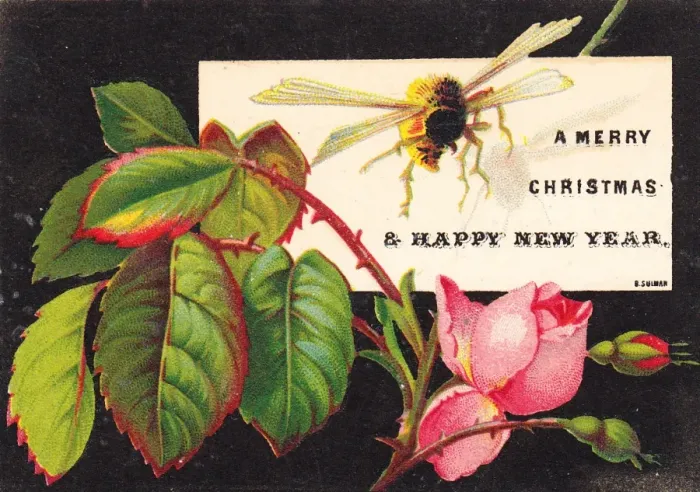 Framed Print : Bee and pink rose on a Christmas card Framed Print : Bee and pink rose on a Christmas card