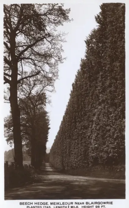 Framed Print : The Beech Hedge, Meikleour near Blairgowrie Framed Print : The Beech Hedge, Meikleour near Blairgowrie
