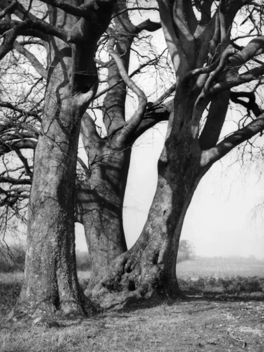 Framed Print : Beech Trees Framed Print : Beech Trees