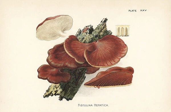 Beefsteak fungus, Fistulina hepatica